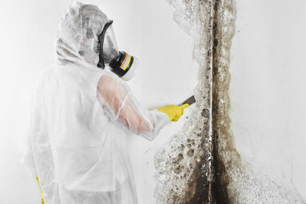 Best Post-Flood Mold Remediation in Lindstrom, MN