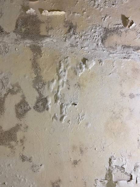 Best Residential Mold Remediation in Lindstrom, MN