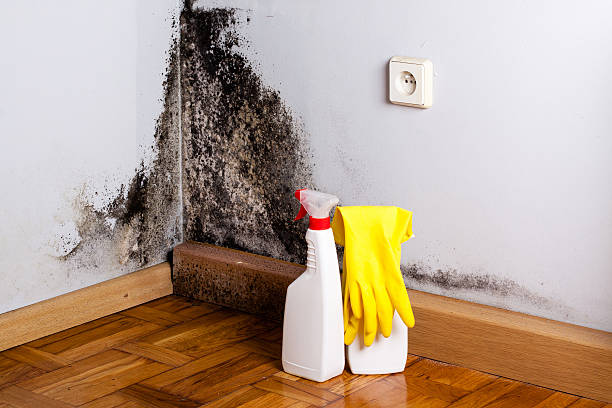 Best Kitchen Mold Remediation in Lindstrom, MN