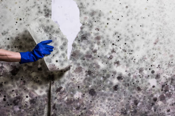 Best Bathroom Mold Remediation in Lindstrom, MN