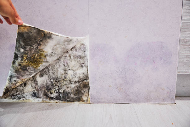 Best Mold Remediation for Specific Building Types in Lindstrom, MN